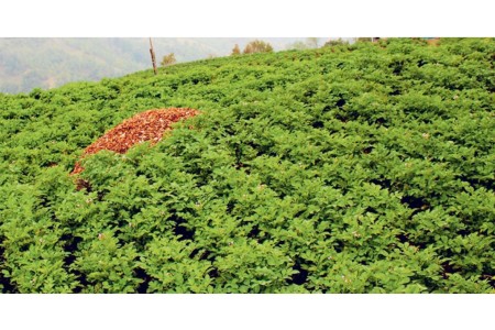 उत्पादनको मूल्य नपाउनु दक्षिण एसियाली देशका समस्त किसानको साझा समस्या