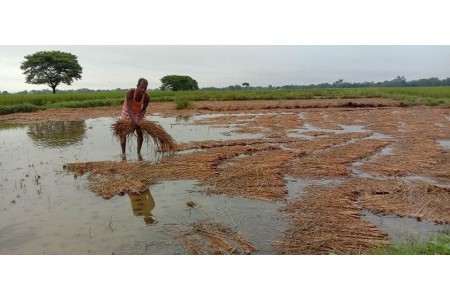 २५ सय हेक्टरको धानबालीमा क्षति