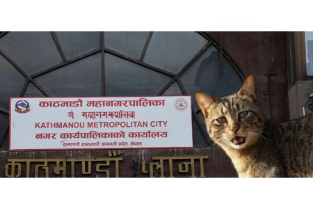 कुकुर बिरालो अनिवार्य दर्ता गर्नुपर्ने, काठमाडौं महानगर