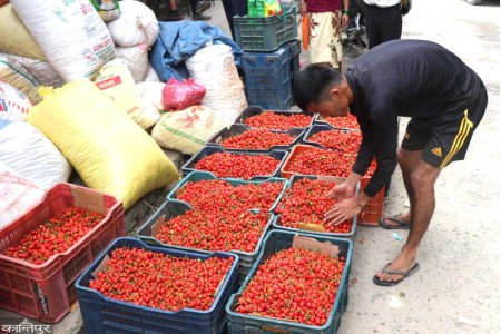 डल्ले खुर्सानीमा मापदण्डभन्दा बढी विषादी
