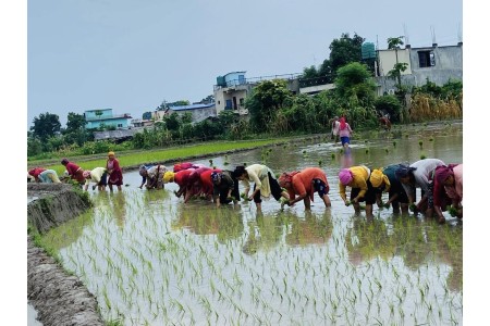 नवलपुरका कृषकलाई करिब पाँच करोड रुपैयाँ अनुदान, असोज १३ गतेभित्र आवेदन दिन आह्वान