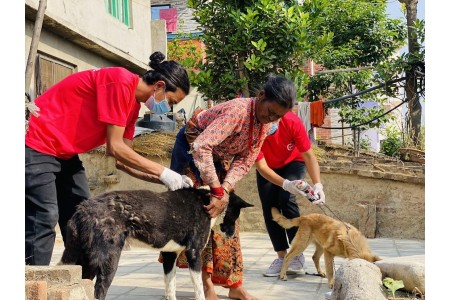 नेपालको आधा जनसंख्या रेबिजको उच्च जोखिममा, सचेतना र रोकथाममा जोड