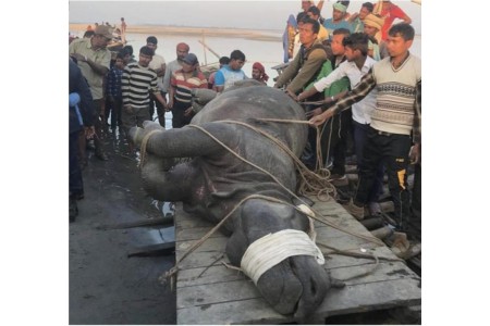 नारायणीको बाढीले बगाएको गैँडा सुस्ता पुग्यो, उद्धारको तयारी
