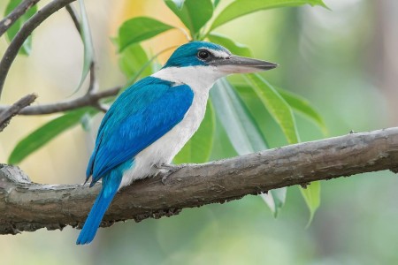 नेपालमा नयाँ पक्षी प्रजातिको अभिलेख : धनुषामा पहिलोपटक Collared Kingfisher भेटियो