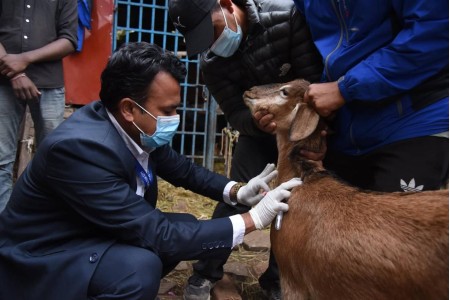 दशैंका लागि बिक्री हुने खसीबोका र भैँसीको स्वास्थ्य परीक्षण, स्वस्थ मासु उपलब्ध गराउन निगरानी