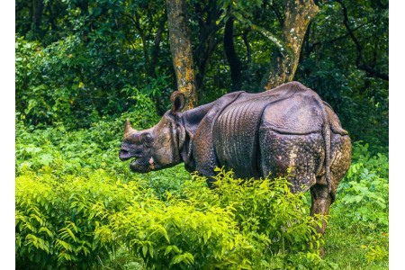 चितवन राष्ट्रिय निकुञ्जमा अनलाइन टिकट सेवा सुरु, अब घरबाटै टिकट काट्न सकिने