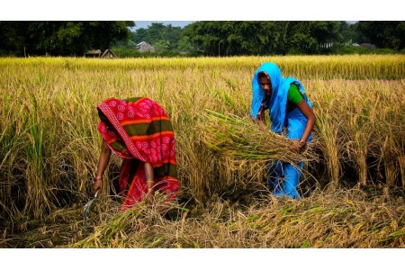 धानबाली भित्र्याउने समयमा किसानलाई मौसमको चिन्ता