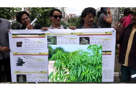 गाँजाको वैधता माग गर्दै आन्दोलित व्यवसायी