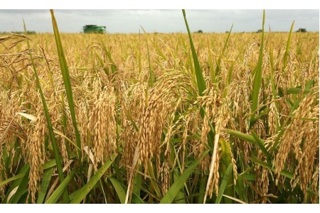 बाढीले क्षति पुर्‍याए पनि  यस वर्ष धान उत्पादनमा वृद्धि