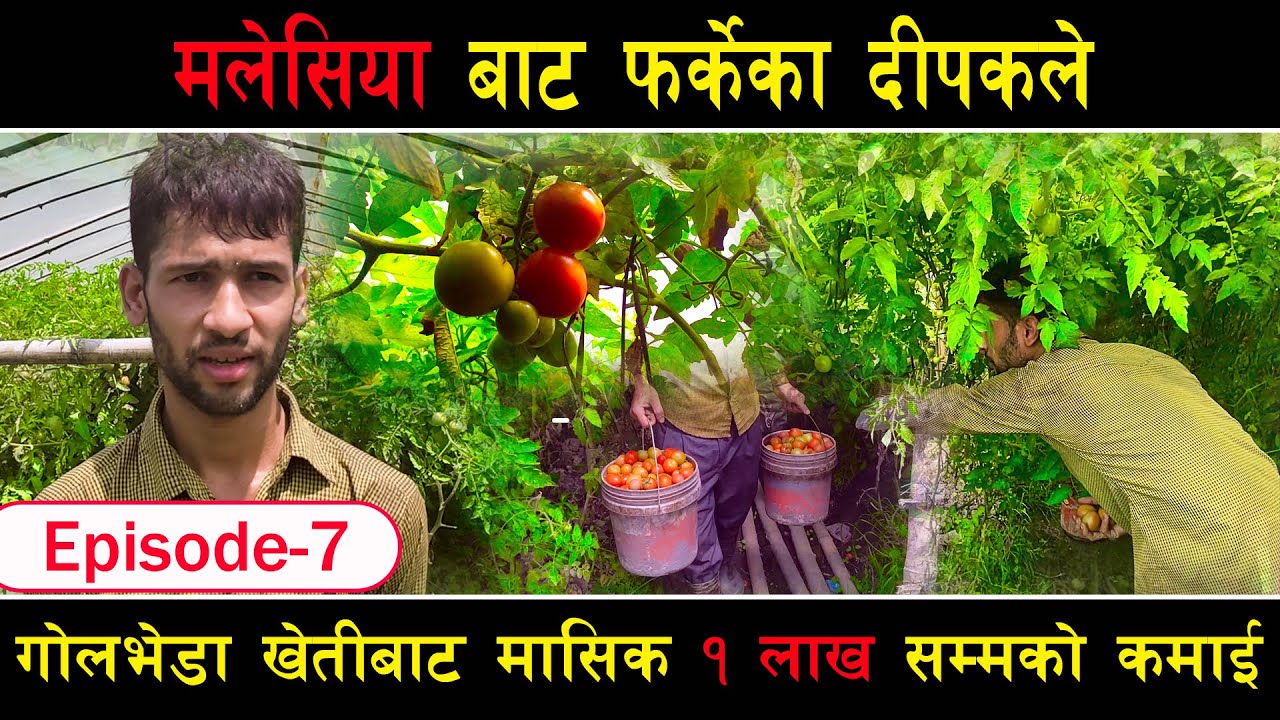 मलेसिया बाट फर्केका दीपकले गोलभेडा खेतीबाट मासिक १ लाख सम्मको कमाई llRojgarika Kura ll Episode_7 ll