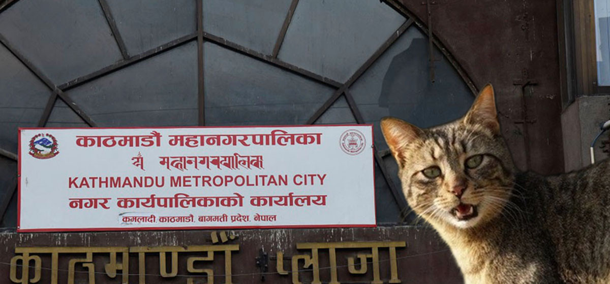 कुकुर बिरालो अनिवार्य दर्ता गर्नुपर्ने, काठमाडौं महानगर