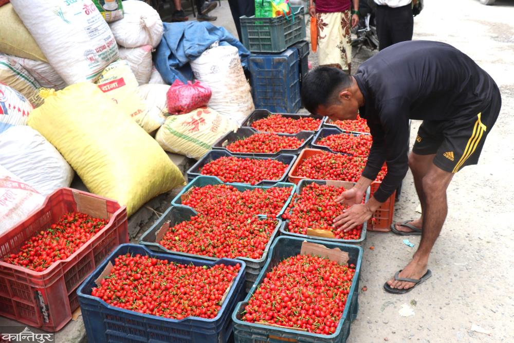 डल्ले खुर्सानीमा मापदण्डभन्दा बढी विषादी