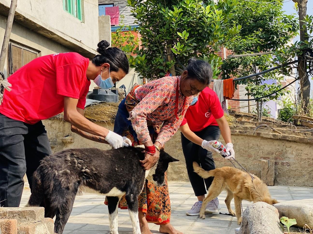 नेपालको आधा जनसंख्या रेबिजको उच्च जोखिममा, सचेतना र रोकथाममा जोड