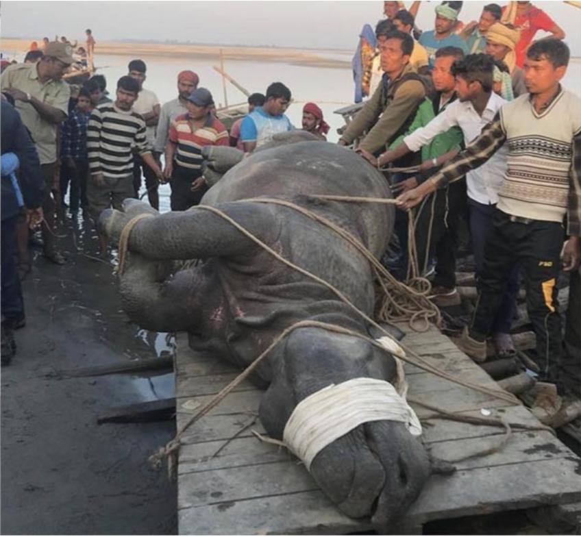 नारायणीको बाढीले बगाएको गैँडा सुस्ता पुग्यो, उद्धारको तयारी