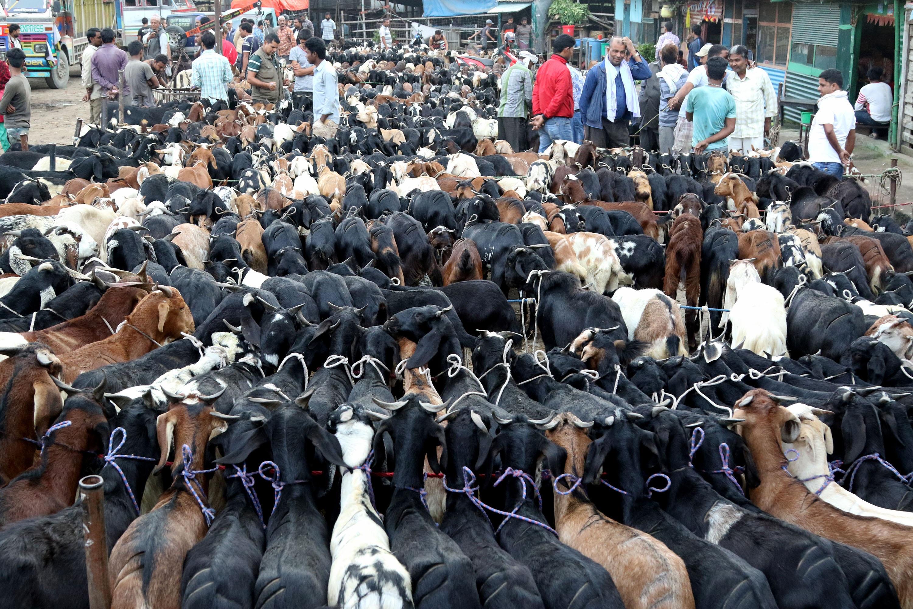 दशैंको बजारमा मासुको मूल्य बढ्ने चिन्ता, उपभोक्ता मारमा पर्ने सम्भावना