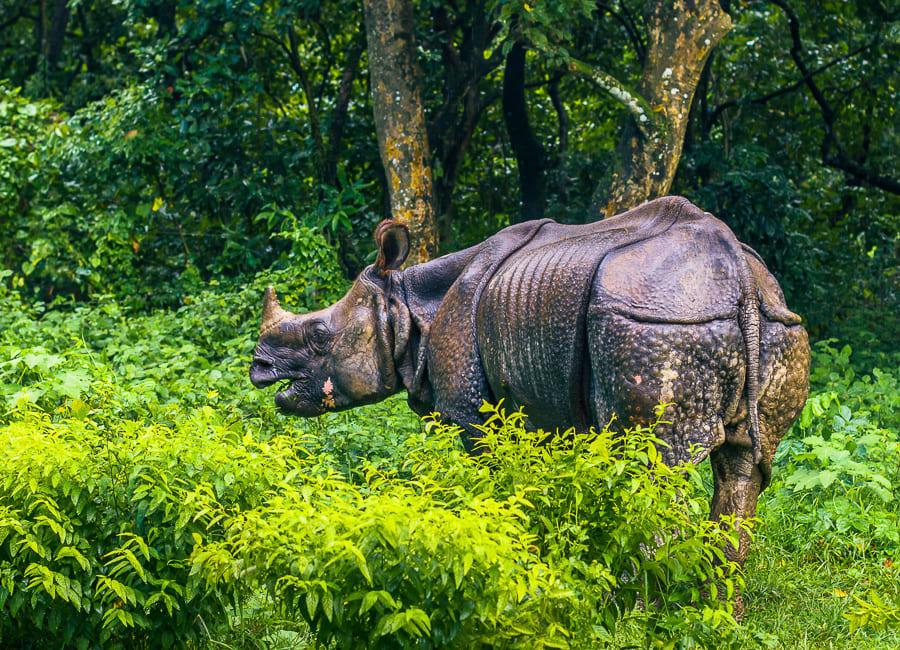 चितवन राष्ट्रिय निकुञ्जमा अनलाइन टिकट सेवा सुरु, अब घरबाटै टिकट काट्न सकिने