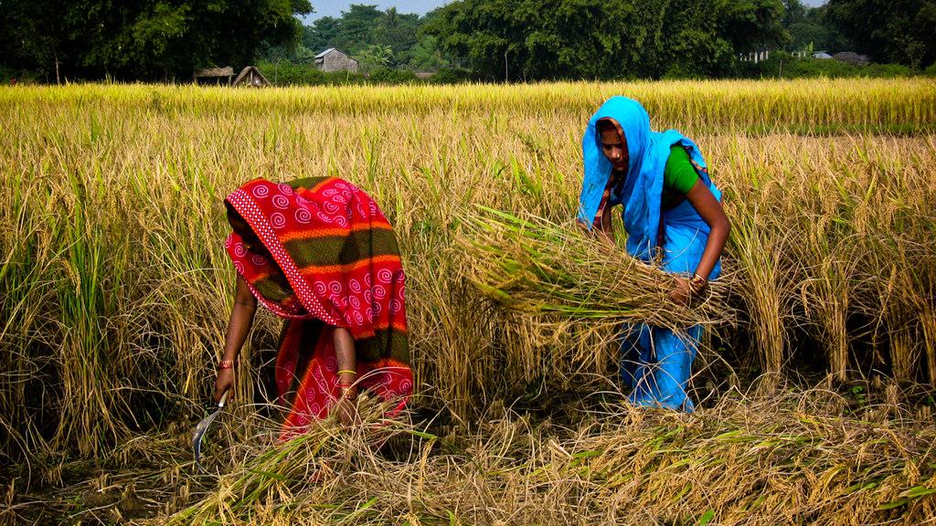 धानबाली भित्र्याउने समयमा किसानलाई मौसमको चिन्ता