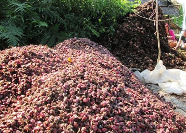 नेपाली बजारमा यस वर्षकै उच्च मूल्यमा अलैँचीको कारोबार