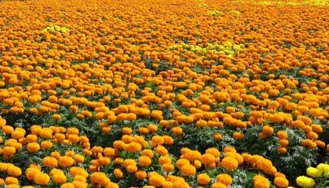 सयपत्री फूलको माग बढ्यो, घट्यो कृतिम फूलको आयात